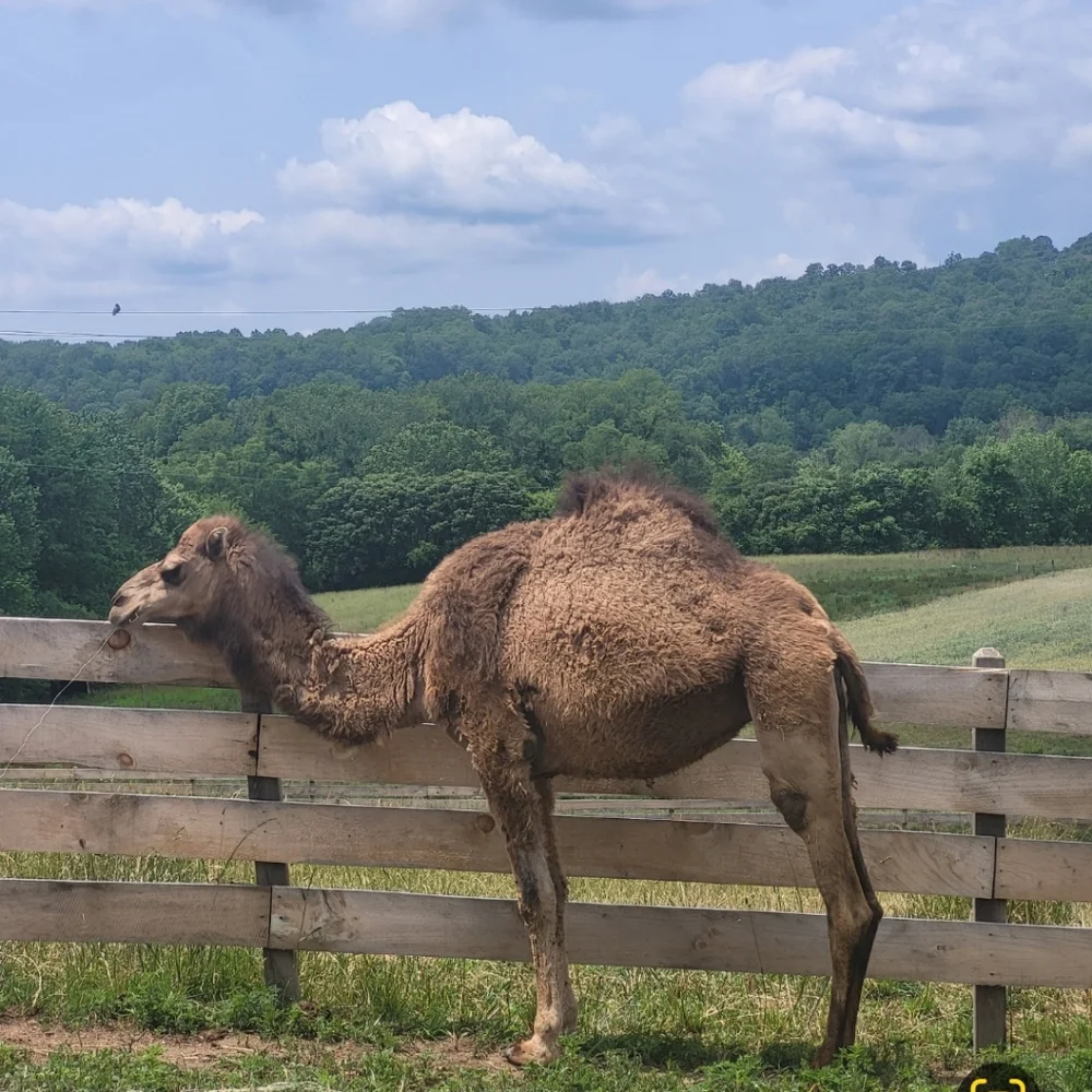 LIMITED QUANTITY Super Beauty Food Camel's Milk Soap